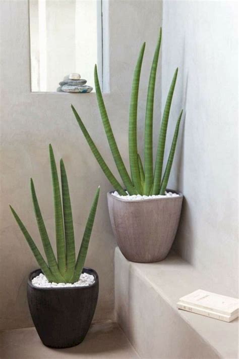 Plantas Para El Baño Cuales Son Las Mejores Opciones Plantas En