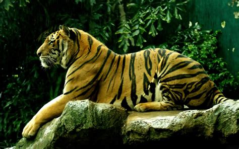 1001archives The Royal Bengal Tiger The Endangered Species