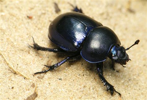 Żuk Wiosenny Trypocopris Geotrupes Vernalis Specjalista Od