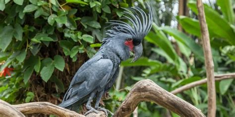 13 Stunning Birds With Mohawks A Sight To Behold Birdwatching Buzz