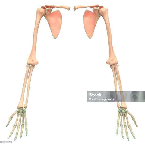 Human Skeleton System Upper Limbs Anatomy Stock Photo Download Image