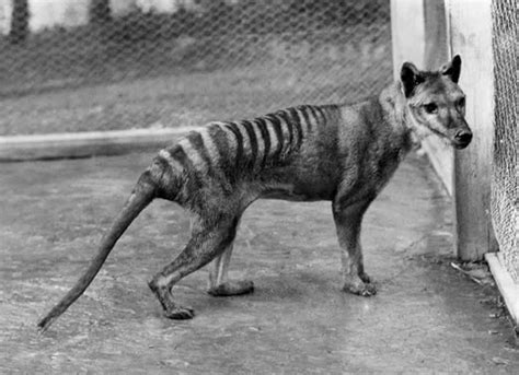 Tasmanian Tigers: Extinct or Elusive? | Answers in Genesis