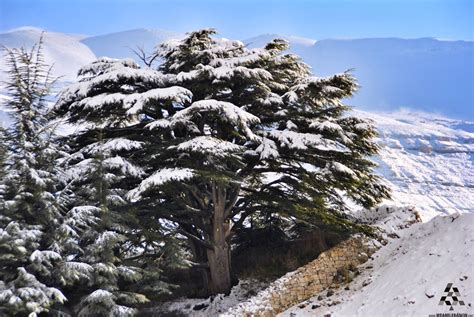 Bcharre Cedars All In White أرز بشري مغطى بالثلج By Naji El Khatib