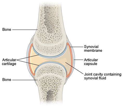 Classification Of Joints Online Biology Notes