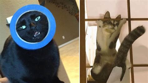 40 Hilarious Photos Of Cats In Unexpected Situations Past Chronicles