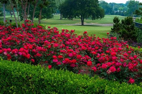 Red Rose Garden On A Hillside Red Roses Landscape Design Secret Garden
