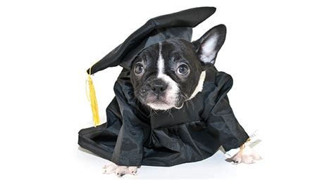 I have been a huge dog lover ever since i was a child, and my passion for dogs led me to pursue my dream. Are French Bulldogs Smart, Or Do They Lack Intelligence?