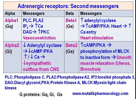 Adrenergic Agonists Mutalik Pharmacology