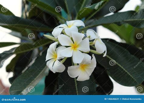 Inflorescence Of White Five Petalled Flowers With Yellow Centers