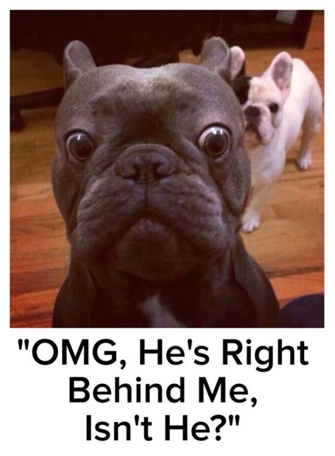 Amazing French Bulldog Meme Of All Time Don T Miss Out Bulldogs