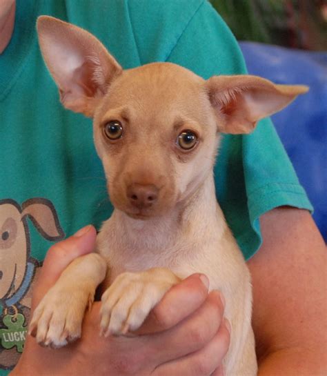 Drew is a playful Chihuahua puppy now 3 months of age, neutered, and debuting for adoption at