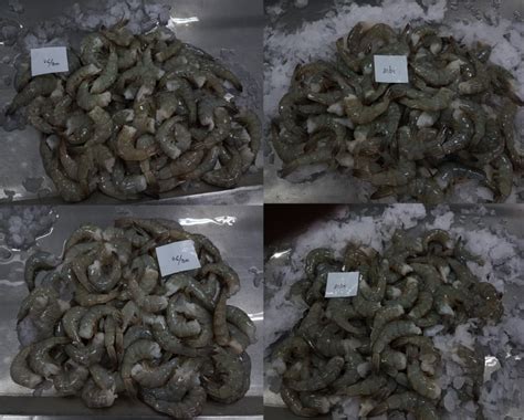 Headless Vannamei Shrimps At Best Price In Chennai By Kvm Exports