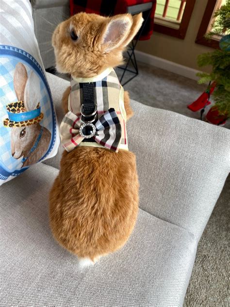 Bunny Harness Vest For Rabbit Small Pet Rabbit Clothes Rabbit Etsy
