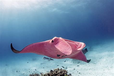 Rare Giant Pink Manta Ray Spotted Swimming Around The Great Barrier