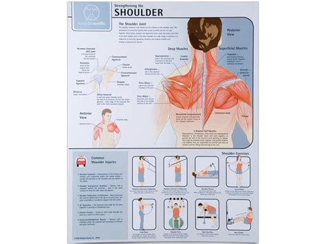 Anatomical Chart Shoulder A 1 Medical Integration