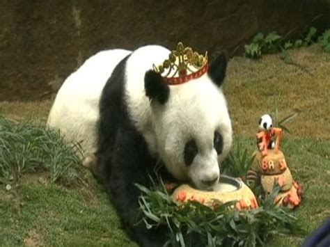 Video Worlds Oldest Panda Celebrates Birthday Abc News