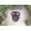 Daily Creature 64 Vervet Monkey  Hal Brindley Wildlife Photography