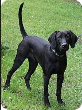 black labcoonhound mix   quora