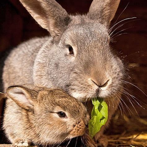 Madre Conejo Alimentando A Su Bebé