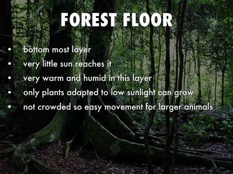 What Is The Forest Floor Layer