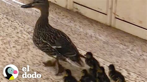 Mamá Pato Camina Por Una Escuela Con Sus Patitos El Dodo Youtube