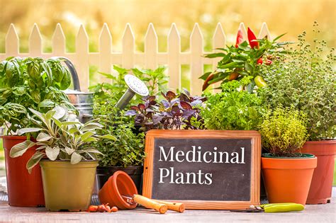 ¿cuáles Son Las 5 Plantas Medicinales