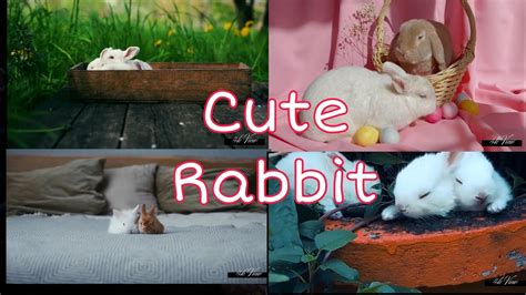 Cute Rabbit 🐰 Youtube