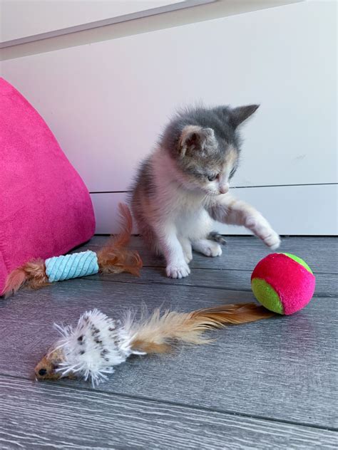 Kitten Learning To Play With Toys 💖