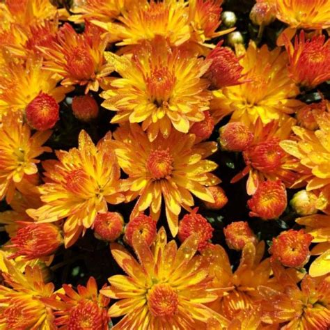 Chrysanthemum Morifolium Cracklin Golden Yellow Eberts Greenhouse