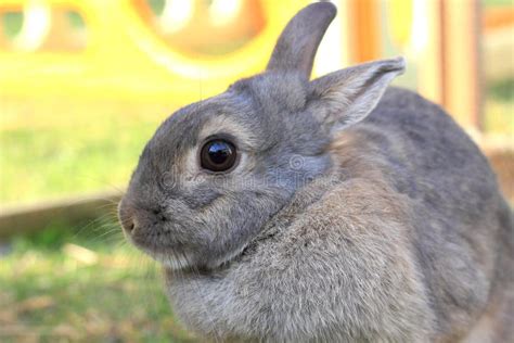 Grey Baby Rabbit Stock Image Image Of Fluffy Front 52857007