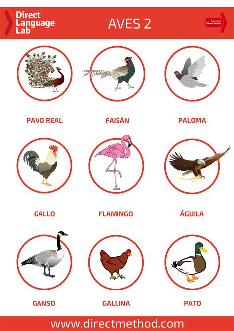 Aves 2 Spanish Birds Spanish Words