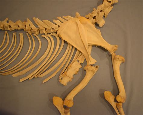 Deer Skeleton Ingridscienceca