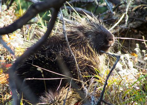 Посмотрите твиты по теме «#streicheleinheiten» в твиттере. Streicheleinheiten... Foto & Bild | natur, tiere, wildlife ...