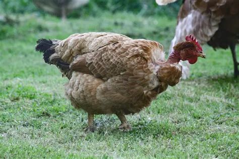 Turken Naked Neck Chicken Breed Facts My XXX Hot Girl