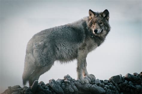 Gray Wolf Subspecies The World Of Wolves