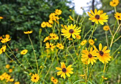 Sweet Southern Days Fall Wildflowers