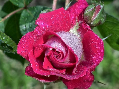 Imágene Experience 20 Fotos De Rosas De Colores Para Compartir Free