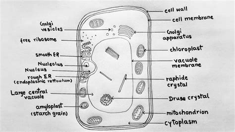 How To Draw Plant Cell For Class 9 Plant Cell Diagram Step By Step