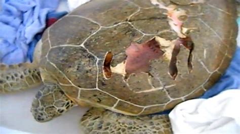 Injured Sea Turtle Recovers Video Abc News