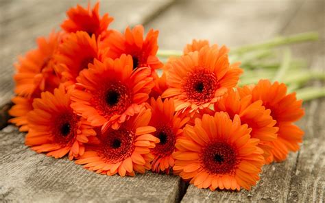 Gerber Daisy Wallpapers 49 Background Pictures
