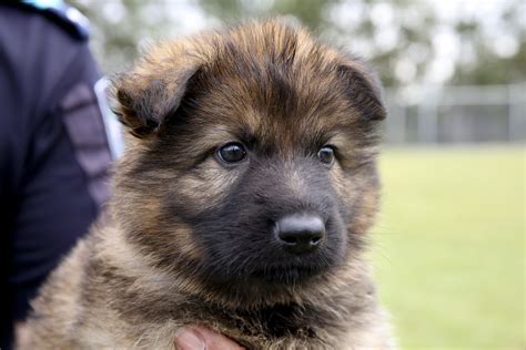 Searching for drugs and explosives, locating missing people, finding crime scene evidence, and attacking people targeted by the police. Queenslanders to name seven police puppies - Queensland ...
