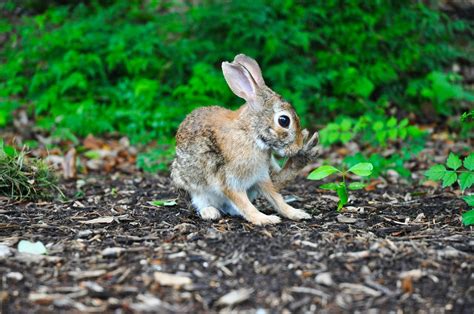 Why Do Male Rabbits Fall Over After Mating Born For Pets