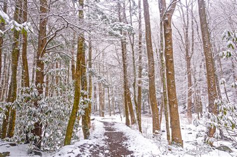 116595 Forest Spring Snow Photos Free And Royalty Free Stock Photos