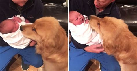 Golden Retriever Meeting Newborn Baby For The First Time Is The