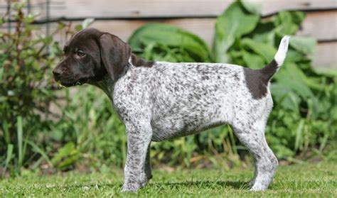 German Shorthaired Pointer Temperament Lifespan Shedding Puppy