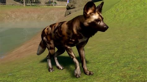 Planet Zoo African Wild Dog Gameplay Pc Hd 1080p60fps Youtube