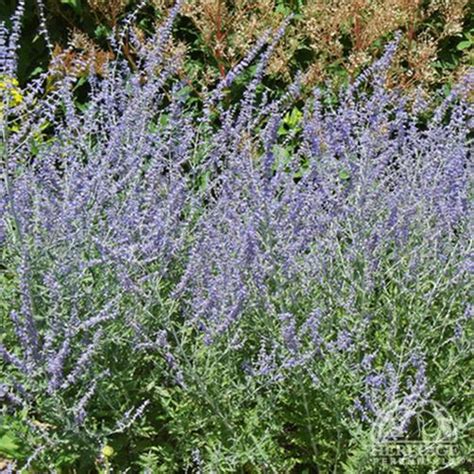 Plant Profile For Perovskia Atriplicifolia Russian Sage Perennial