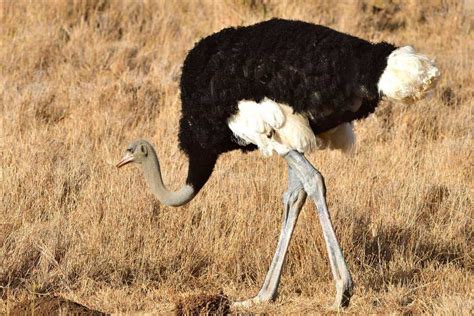 The 5 Different Types Of Ostriches Pictures Wildlife Informer