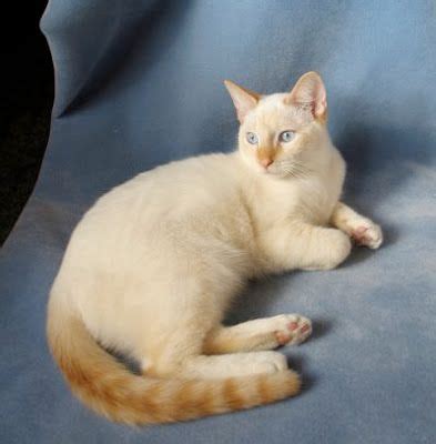 Flame point himalayans are captivating. Flame Point Siamese Cat | Pretty cats, Kittens, Cats and ...