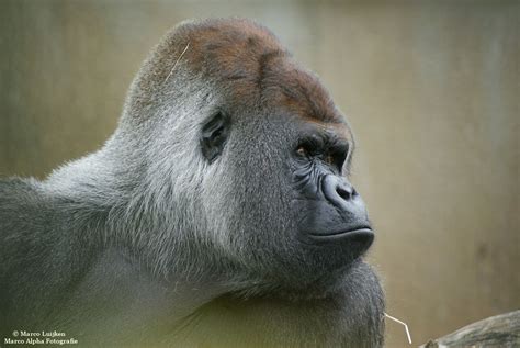 Robert de jonge, ooggetuige van de ontsnapping van gorilla bokito, vertelt zijn verhaal tegenover robert jensen. Marco Alpha Fotografie: Gorilla "Bokito"